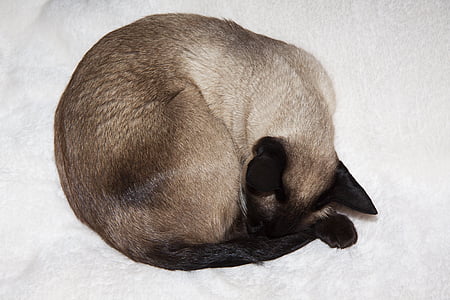 siamesische Katze, Thai siam, Katze, Siamesische, Rasse-Katze, Schlaf, entspannt
