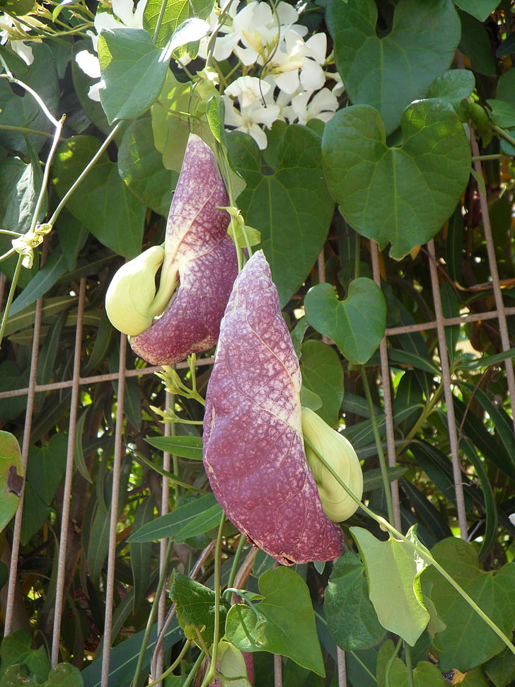 flor de pipa, planta llamativa, flor, planta, enredadera, Brasil, zonas tropicales