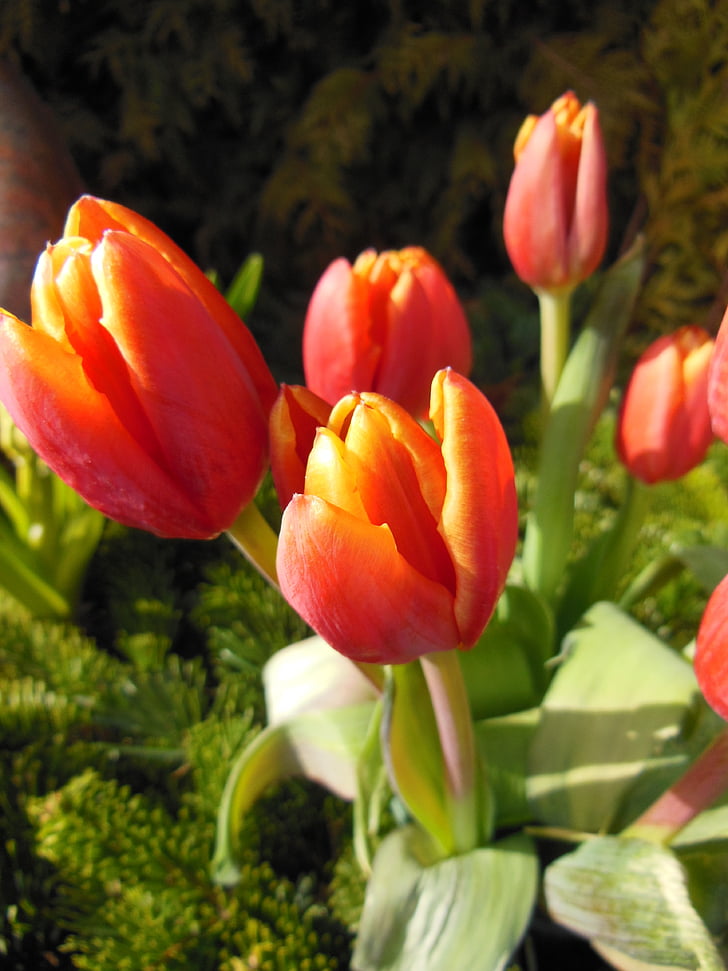 tulips, orange, red, spring tulips, green, plants, flowers