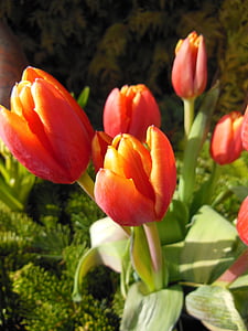 tulipes, taronja, vermell, tulipes de primavera, verd, plantes, flors