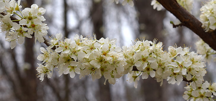 blossoms-lined branch, cherry tree, blossom, bloom, flower, tree, cherry