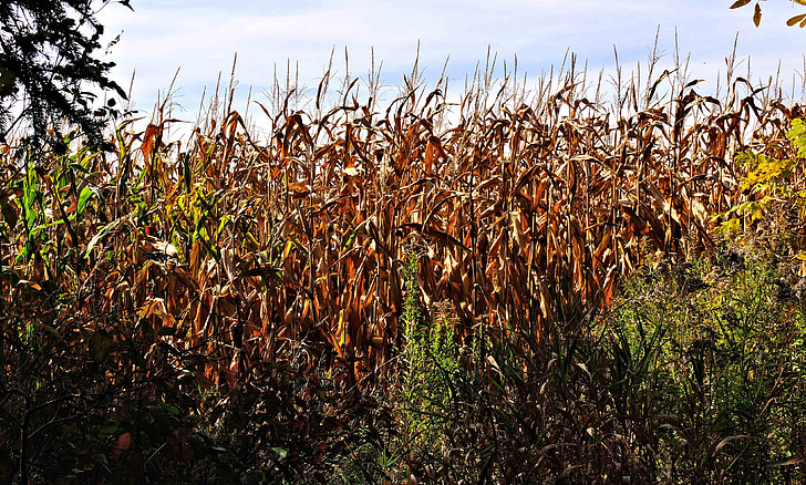 jesenné kukuričné pole, plodiny, zrno, farby, Suchá tráva, polia, Príroda