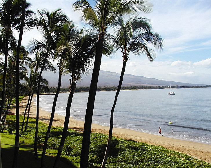 pludmale, palmas, Kihei, Maui, Hawaii, okeāns, Klusā okeāna