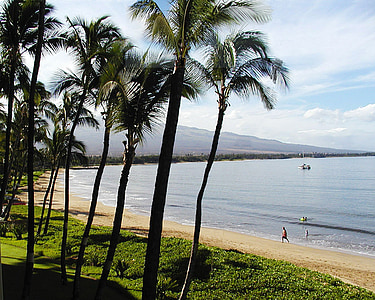 plage, palmiers, Kihei, Maui, Hawaii, océan, du Pacifique