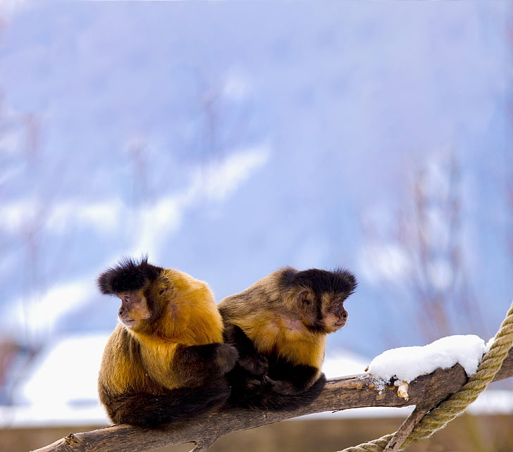 Capuchin, Capuchins, primāts, jaunās pasaules pērtiķu, sēdēt, kopā, atšķiras no skata leņķa