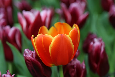 tulipas, flores, natureza, jardim, flor, Tulipa, beleza na natureza