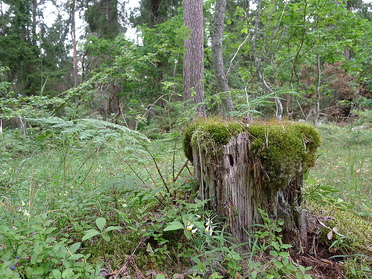 Forest, peň moss, Zelená