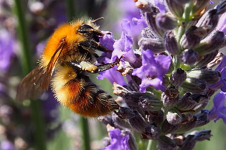 hyönteinen, mehiläinen, Blossom, Bloom, Violet, laventeli, kukka