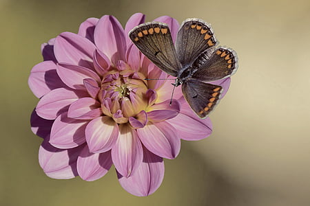 flower, blossom, bloom, dahlia, butterfly, insect, plant