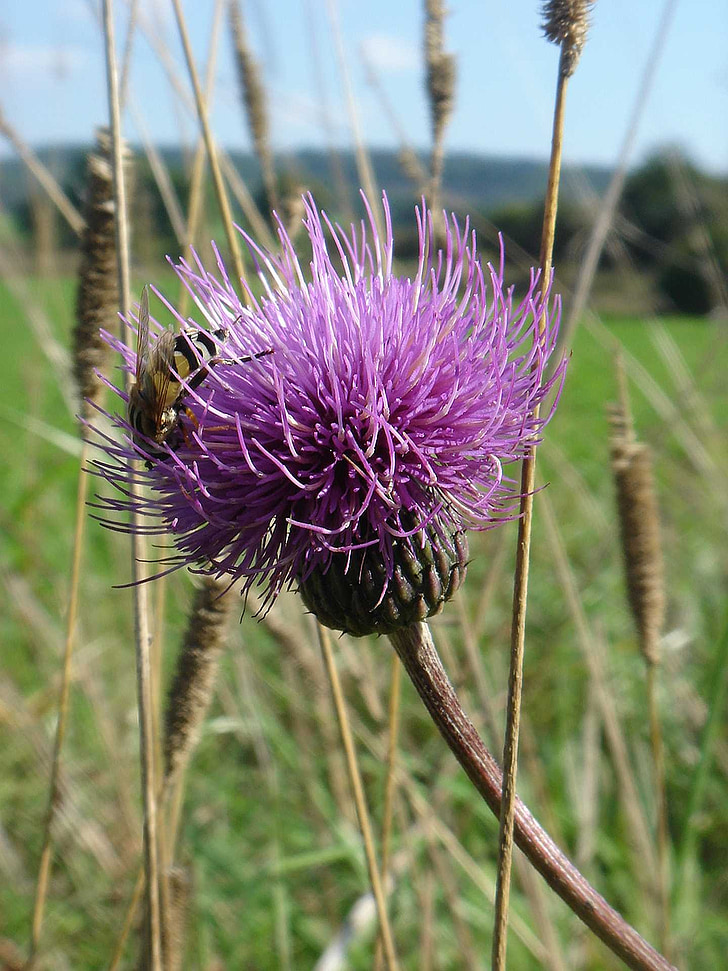 Thistle, høst, natur, fiolett, Wild anlegget, Bee