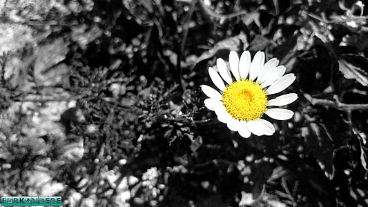 daisy, flower, flowers