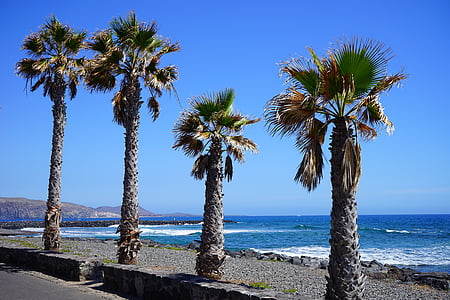 promenade, palm trees, beach, sand beach, swim, sea, holiday