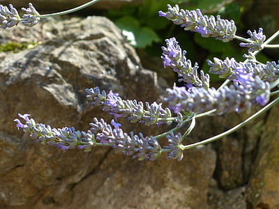 lavender, lavender flowers, insect, helllila, light purple, inflorescence, true lavender