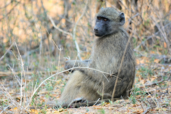 Pavian, Kruger Park in Südafrika, Tierwelt, Natur, Safari