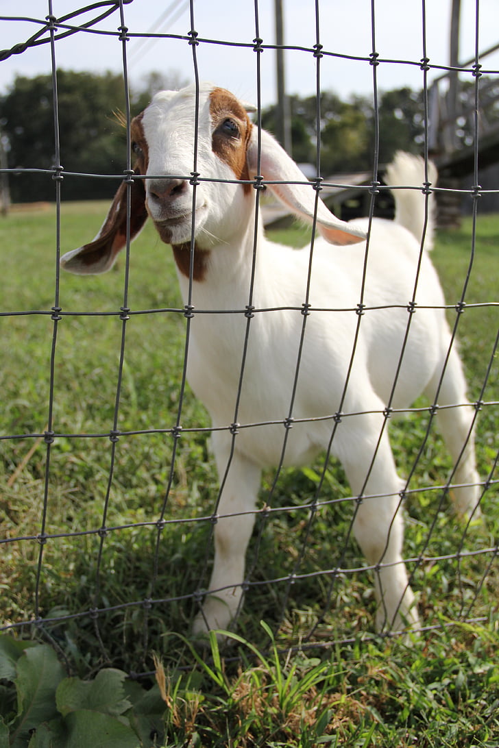 goat, petting zoo, farm, zoo, cute, rural, agriculture