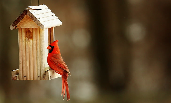 kardynał, Birdhouse, Natura, jedno zwierzę, czerwony, ptak, zwierzęce motywy
