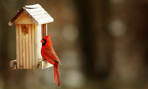 kardinaal, Birdhouse, natuur, één dier, rood, vogel, dierlijke thema 's