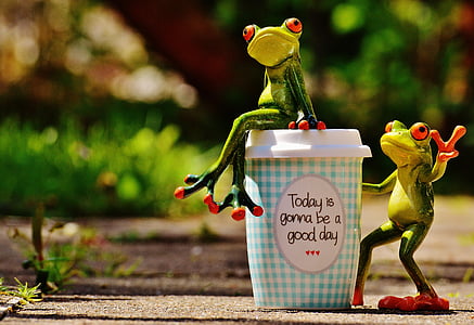 hari indah, sukacita, katak, kopi, Piala, Bahagia, kebahagiaan