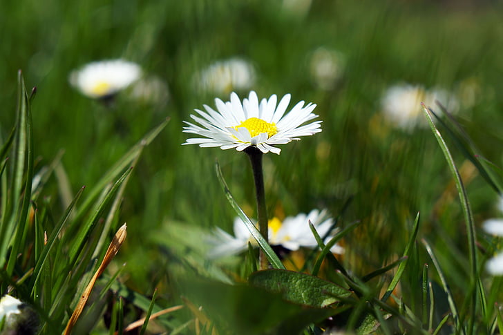 Daisy, virág, fehér, tavaszi, növény, rét, természet