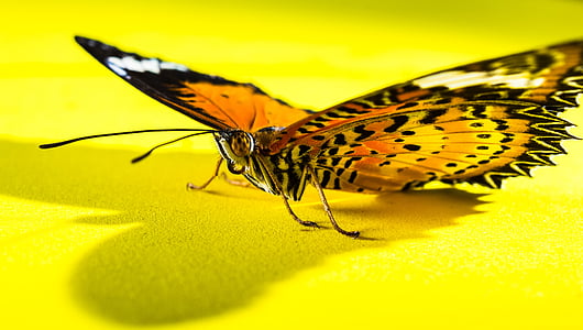 sommerfugl, insekt, natur, Butterfly - insekt, dyr, animalske wing, makro