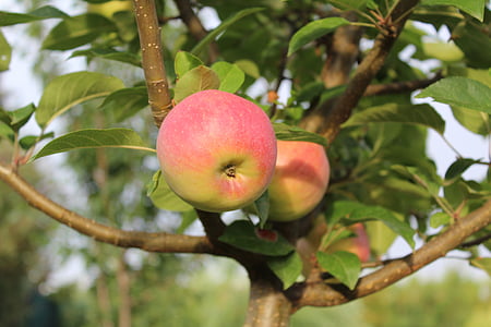 애플, 사과 나무
