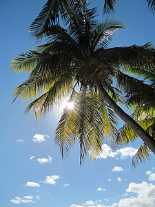 palmy, palmy, roślina, drzewo, Tropical, Słońce, wakacje