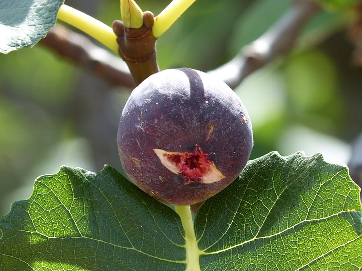 fig, zrel, figovo drevo, sadje, ljubko, hrane, zrel
