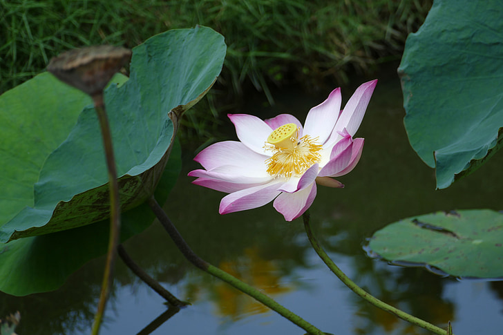 Lotus, Виетнам, Азия, водна лилия, тропически, езеро, езерото