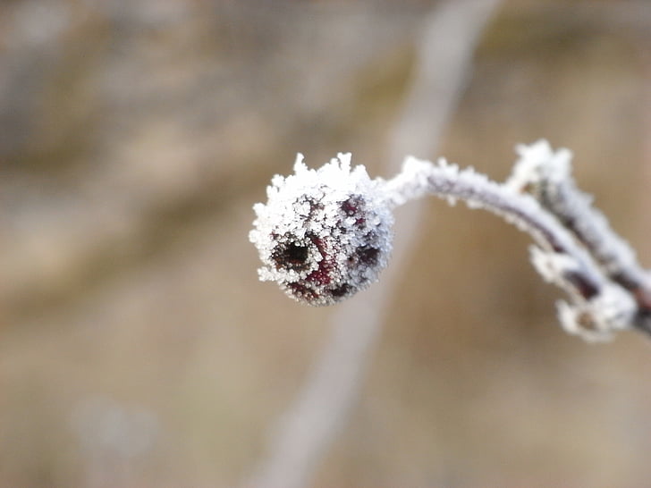 frost, seed, plant, nature