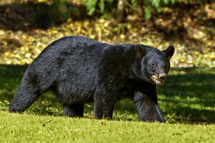 zwarte beer, Beer, Louisiana, Louisiana zwarte beer, zwart, dier, dieren in het wild