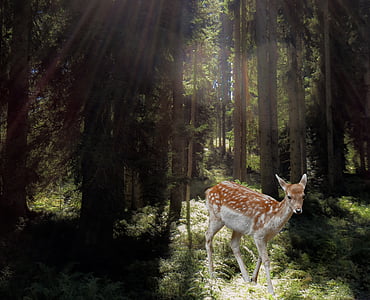 roe deer, forest, mysticism, fairy tales, mystical, animal, wild