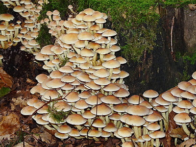 jamur, jamur, alam, hutan, musim gugur, tunggul pohon