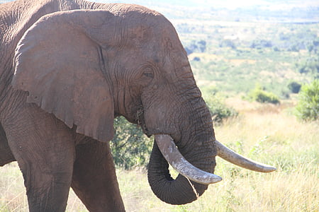 natura, vida silvestre, d'Ivori, pachyderm, elefant, cinc grans, ullals