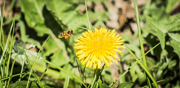 abelha, flor, inseto, fechar, dente de leão, amarelo, natureza