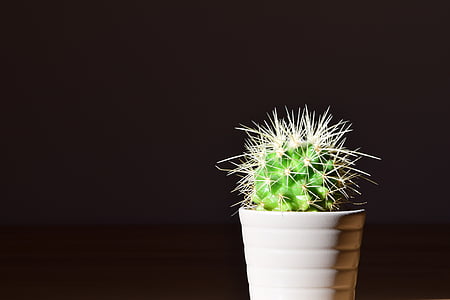 Cactus, vaso di fiori, pianta, Sting, fico d'India, puntato, pianta d'appartamento
