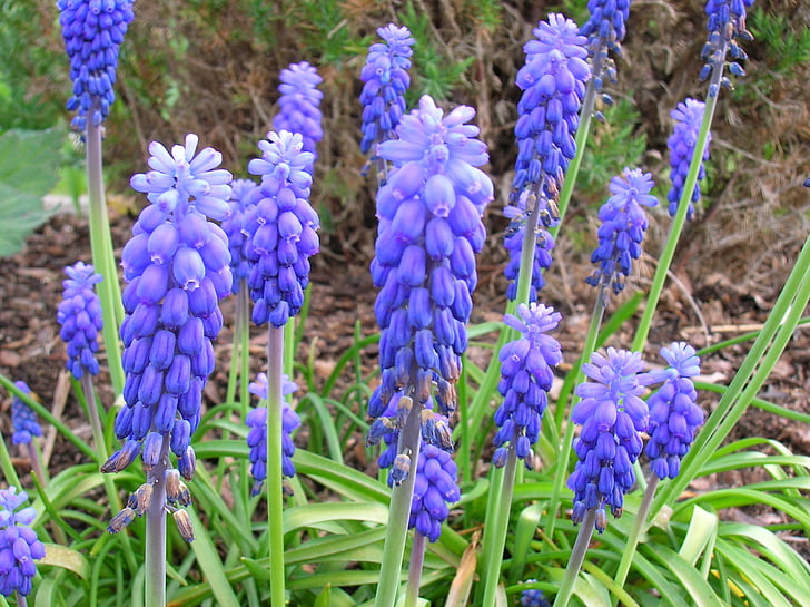 Muscari, blomma, Violet, vanliga druvor hyacint