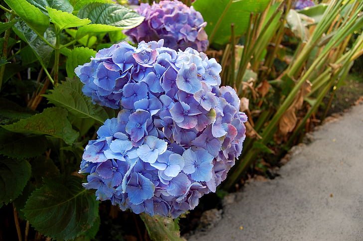 hortenzij, cvet, modri cvet, modra, rastlin, vrt, narave