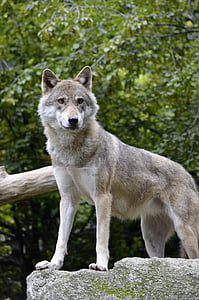 ulv, vakt, dyr, rovdyr, holde vakt, oppmerksomhet, se