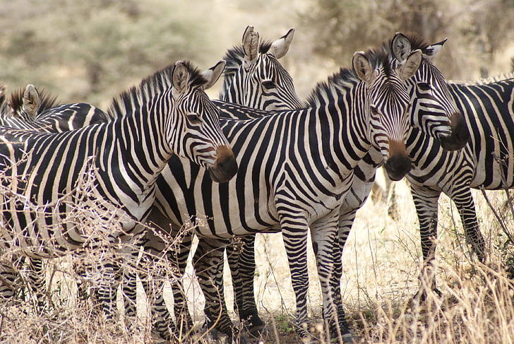 zebres, Àfrica, natura, vida silvestre, animal, mamífer