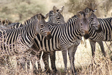 Зебра, Африка, Природа, Дикая природа, животное, млекопитающее