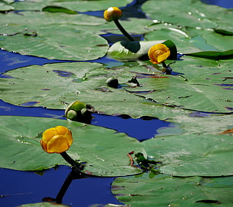 nuphar lutea, water lilies, aquatic plant, yellow, blossom, bloom, flower