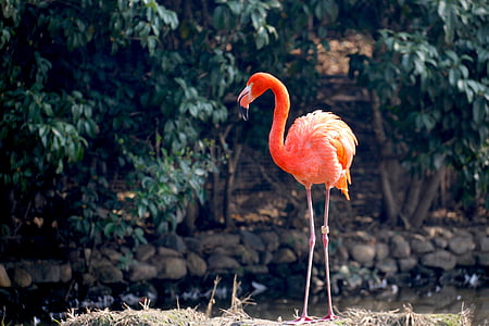 animal, Flamingo, Parque zoológico, pájaro, flora y fauna, naturaleza, pico