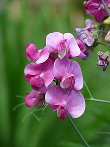 vetch, vicia, fabaceae, faboideae, legume, purple, flower
