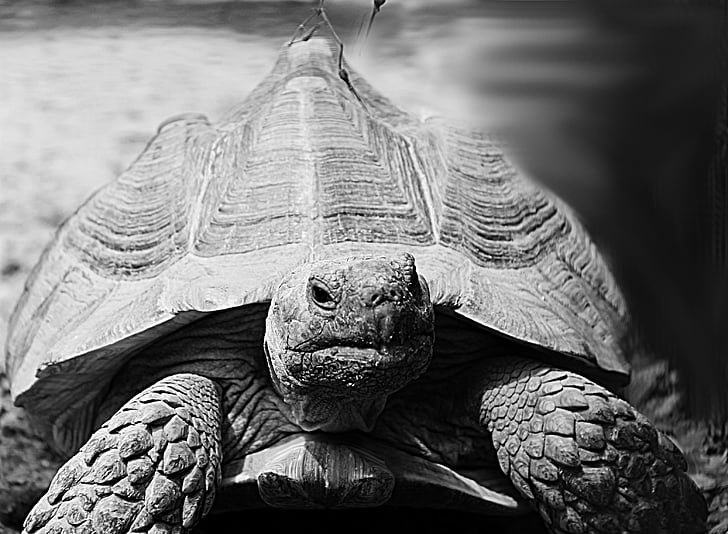 schildpad, dier, grijs, zwart-wit, dierentuin, Griekse landschildpad, Reuzenschildpadden