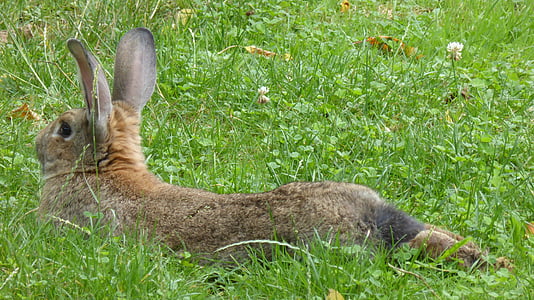 rabbit, brown, lying, animal, hare, nager, fur