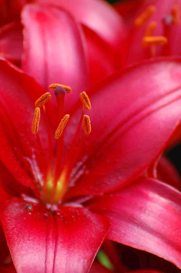 lilies, blossom, bloom, close, blossomed, lily family, red