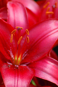 Lilien, Blüte, Bloom, in der Nähe, blühte, Familie Liliengewächse, rot