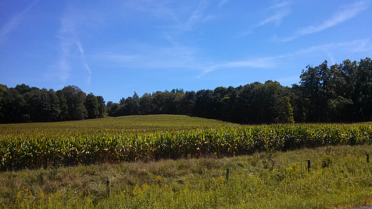 kukurūza, kukurūzas laukā, ainava