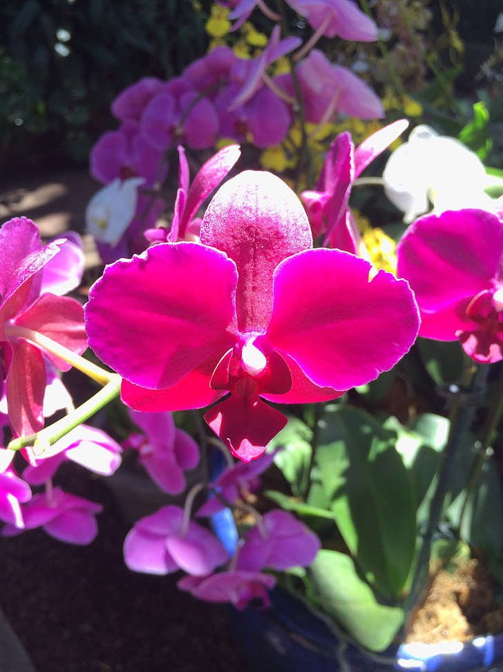 Orchid, fleur, rouge, nature, Purple, plante, couleur rose