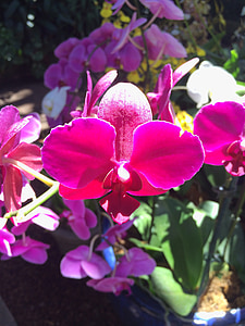 Orchid, blomst, rød, natur, lilla, anlegget, rosa fargen